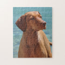 Search for vizsla dog puzzles Animal