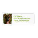 Search for german shepherds return address labels German shepherd dog