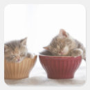 Search for kitten sleeping stickers Tabby