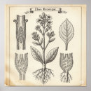 Search for vintage botanical posters Plant