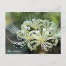 Search for clusters postcards White