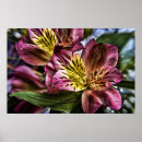 Search for peruvian lily posters Alstroemeria