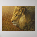 Search for golden lion posters Nature
