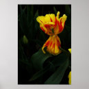 Search for wide posters Flowers