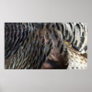Search for wild turkeys posters Nature