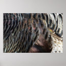 Search for wild turkeys posters Nature