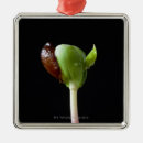 Search for growth christmas tree decorations Freshness