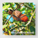 Search for acorn clocks Nature