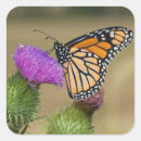 Search for thistles stickers Butterfly