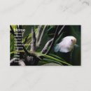 Search for aquarium fish business cards Photography
