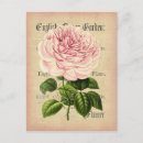Search for femininity postcards Pink