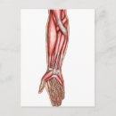Search for forearm Human representation