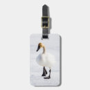 Search for anatidae Cygnus buccinator