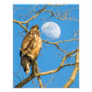 Search for eagle hunter posters Beak