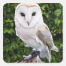 Search for alba stickers Barn owl