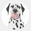 Search for dalmation stickers Puppies