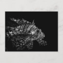 Search for lionfish postcards Ocean