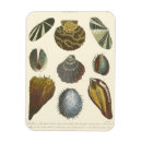 Search for clam shell magnets Ocean