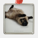 Search for himalayan cat christmas tree decorations Animal