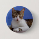 Search for stray badges Kitty