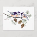 Search for chickadee postcards Wildlife
