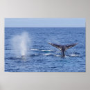 Search for fluke posters California