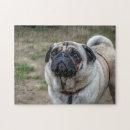 Search for pug puzzles Puppy