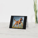 Search for belgian malinois dog postcards Animal