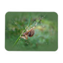 Search for orb magnets Spider