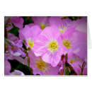 Search for primroses Evening primrose
