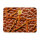 Search for life science magnets Biology