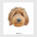 Search for goldendoodle puppy stickers Animal