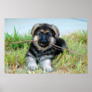 Search for pet rescue posters Puppy