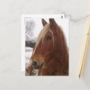 Search for gelding Winter