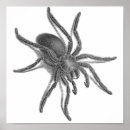 Search for black spider posters Spiders