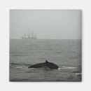 Search for humpback magnets Whale