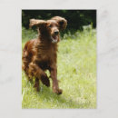 Search for active postcards Nature