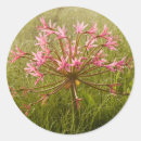 Search for gallo stickers Grass