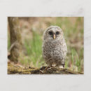 Search for fledgling postcards Baby