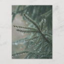 Search for spruce tree postcards Green