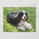 Search for spaniel postcards English springer spaniel
