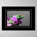 Search for geckos posters Reptiles
