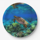Search for turtle paper plates Coral reef