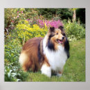Search for collie painting posters Sheepdog