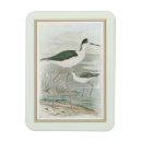 Search for animal rectangular magnets Avian