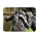 Search for funny chimp magnets Animals