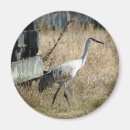 Search for sandhill magnets Nature