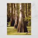 Search for tree trunk postcards Cypress