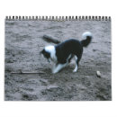 Search for border collie calendars Photography