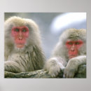 Search for snow monkey Jigokudani